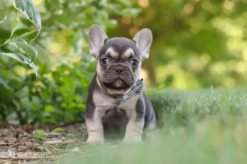 Page – French Bulldog puppy for sale in Sugarcreek, OH
