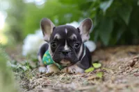 Percy, a male French Bulldog for sale in Sugarcreek, OH – 4 of 7