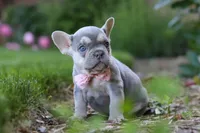Poppy, a female French Bulldog for sale in Sugarcreek, OH – 2 of 10