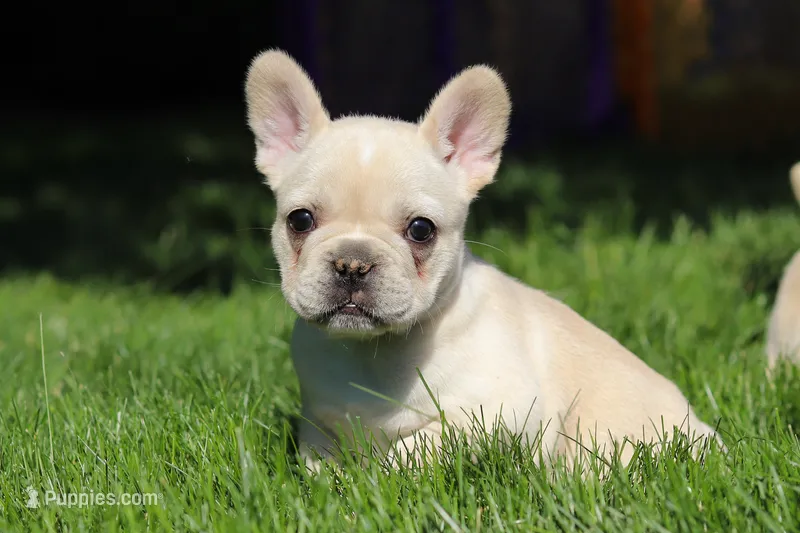 Courtney – French Bulldog puppy for sale in Sugarcreek, OH