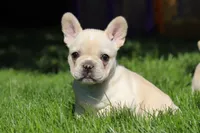 Courtney, a female French Bulldog for sale in Sugarcreek, OH – 1 of 7