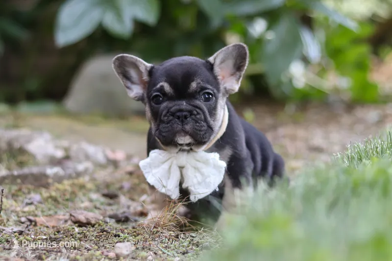 Peirre – French Bulldog puppy on hold in Sugarcreek, OH
