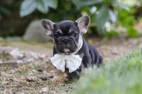 Peirre, a male French Bulldog for sale in Sugarcreek, OH – 1 of 8