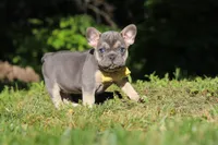 Pete, a male French Bulldog for sale in Sugarcreek, OH – 9 of 10