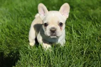 Courtney, a female French Bulldog for sale in Sugarcreek, OH – 5 of 7