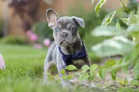 Moore, a male French Bulldog for sale in Sugarcreek, OH – 5 of 9