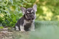 Page, a male French Bulldog for sale in Sugarcreek, OH – 4 of 10