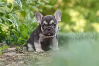 Page, a male French Bulldog for sale in Sugarcreek, OH – 8 of 10