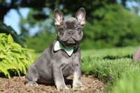 Marco, a male French Bulldog for sale in Sugarcreek, OH – 5 of 10