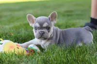Poppy, a female French Bulldog for sale in Sugarcreek, OH – 4 of 10