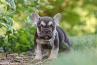 Page, a male French Bulldog for sale in Sugarcreek, OH – 5 of 10