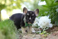 Percy, a male French Bulldog for sale in Sugarcreek, OH – 3 of 7