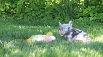 Petunia, a female French Bulldog for sale in Sugarcreek, OH – 9 of 9