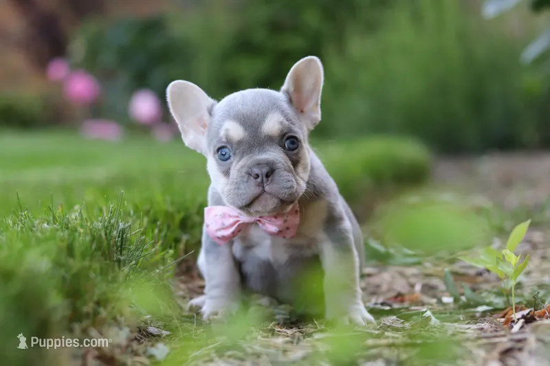 Poppy – French Bulldog puppy for sale in Sugarcreek, OH