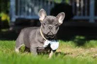 Marshall, a male French Bulldog for sale in Sugarcreek, OH – 6 of 10