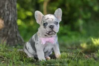 Petunia, a female French Bulldog for sale in Sugarcreek, OH – 2 of 9