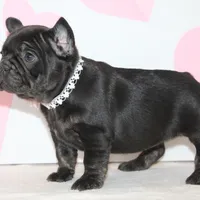 Sugar, a female French Bulldog for sale in Sugarcreek, OH – Photo 3 of 3