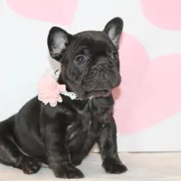 Sugar, a female French Bulldog for sale in Sugarcreek, OH – Photo 1 of 3