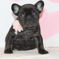 Sugar, a female French Bulldog for sale in Sugarcreek, OH – Photo 2 of 3