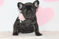 Sugar, a female French Bulldog for sale in Sugarcreek, OH – Photo 2 of 3