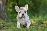 Peggy, a female French Bulldog for sale in Sugarcreek, OH – 7 of 10