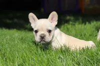 Courtney, a female French Bulldog for sale in Sugarcreek, OH – 3 of 7