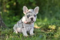 Peggy, a female French Bulldog for sale in Sugarcreek, OH – 9 of 10