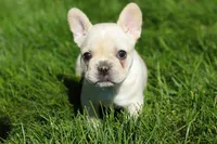 Courtney, a female French Bulldog for sale in Sugarcreek, OH – 7 of 7