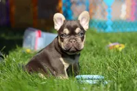 Chase , a male French Bulldog for sale in Sugarcreek, OH – 7 of 9