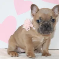 Rose, a female French Bulldog for sale in Sugarcreek, OH – Photo 1 of 3