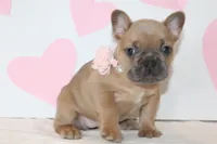 Rose, a female French Bulldog for sale in Sugarcreek, OH – Photo 1 of 3