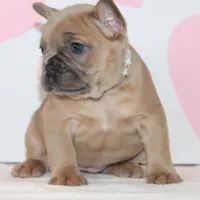 Rose, a female French Bulldog for sale in Sugarcreek, OH – Photo 2 of 3