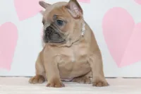 Rose, a female French Bulldog for sale in Sugarcreek, OH – Photo 2 of 3