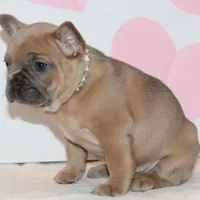 Rose, a female French Bulldog for sale in Sugarcreek, OH – Photo 3 of 3