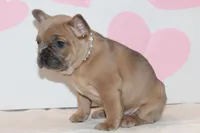 Rose, a female French Bulldog for sale in Sugarcreek, OH – Photo 3 of 3