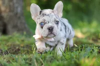 Peggy, a female French Bulldog for sale in Sugarcreek, OH – 8 of 10
