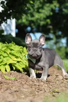 Marco, a male French Bulldog for sale in Sugarcreek, OH – 7 of 10