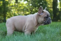 Butterscotch, a female French Bulldog for sale in Sugarcreek, OH – 2 of 3
