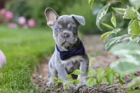 Moore, a male French Bulldog for sale in Sugarcreek, OH – 2 of 9