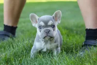 Poppy, a female French Bulldog for sale in Sugarcreek, OH – 8 of 10