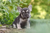 Page, a male French Bulldog for sale in Sugarcreek, OH – 6 of 10