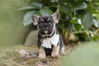 Peirre, a male French Bulldog for sale in Sugarcreek, OH – 2 of 8