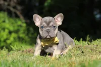 Pete, a male French Bulldog for sale in Sugarcreek, OH – 7 of 10