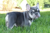 Blessing, a female French Bulldog for sale in Sugarcreek, OH – 3 of 3