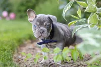 Moore, a male French Bulldog for sale in Sugarcreek, OH – 3 of 9