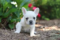 Courtney, a female French Bulldog for sale in Sugarcreek, OH – 6 of 7