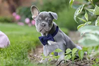 Moore, a male French Bulldog for sale in Sugarcreek, OH – 7 of 9