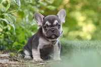 Page, a male French Bulldog for sale in Sugarcreek, OH – 10 of 10