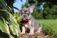 Parker, a male French Bulldog for sale in Sugarcreek, OH – 7 of 10