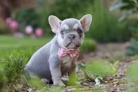 Poppy, a female French Bulldog for sale in Sugarcreek, OH – 5 of 10